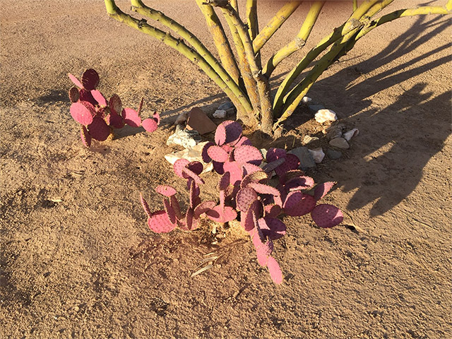 Varied cactus and desert plants