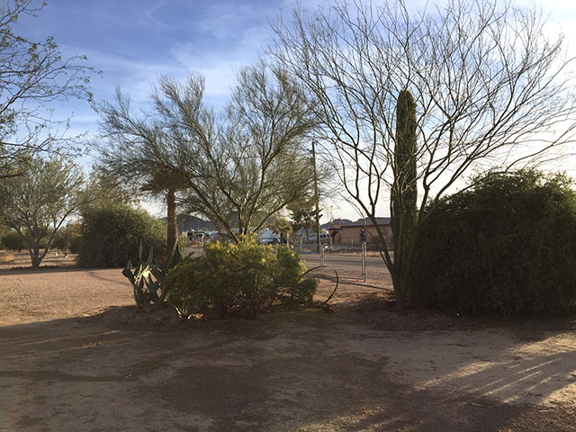 Desert trees & shrubs