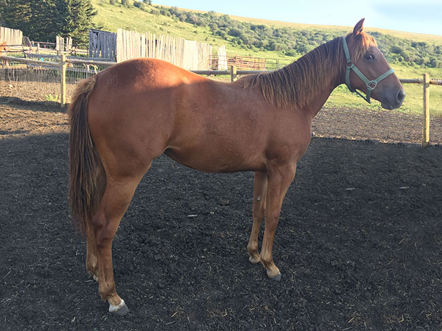 Three year old barrel prospect for sale