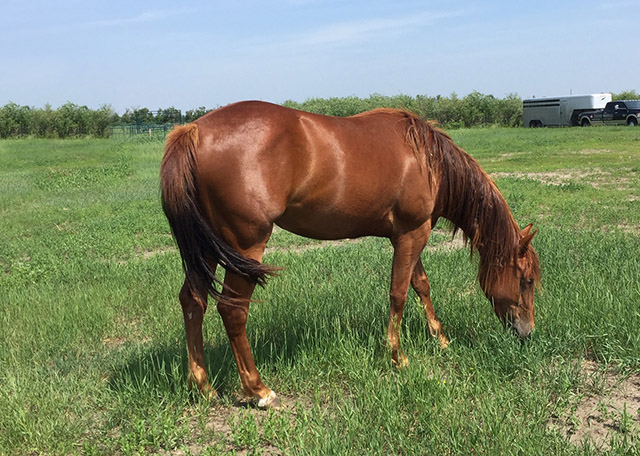 Unleashed filly for sale
