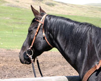 Dash For Cash bred mare for sale