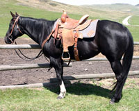 Signature bred black mare for sale