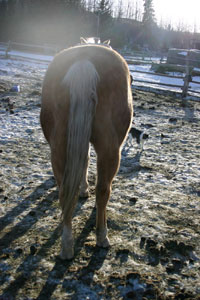 Started filly for sale