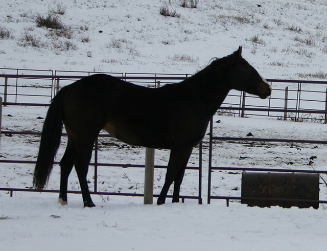 grand-daughter of Dash Ta Fame