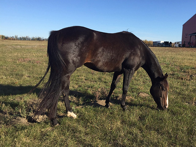 Dash Ta Fame - Casady Casanova bred mare