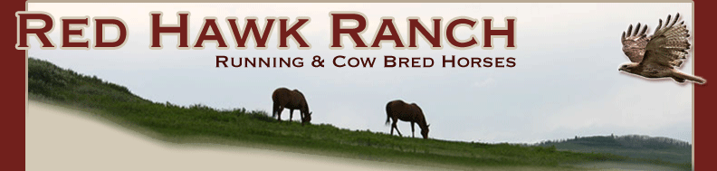 Red Hawk Ranch - Registered Running and Cow Bred Quarter Horses For Sale - Barrel Racing and Ranch horses.